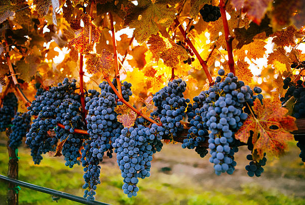 熟したブドウ - napa valley vineyard autumn california ストックフォトと画像