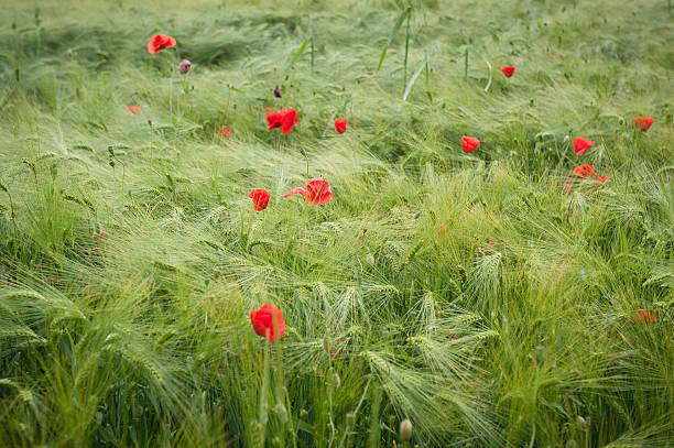 Mohn Feld – Foto