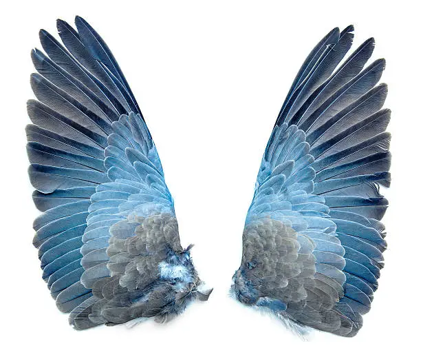 Collared Dove bird wings pair, outside - taxidermy, isolated on white background