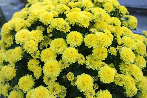 Full frame of yellow flowers