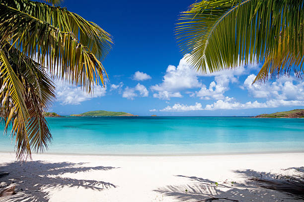palm trees at Playa Tortuga on Isla Culebrita, Puerto Rico stock photo