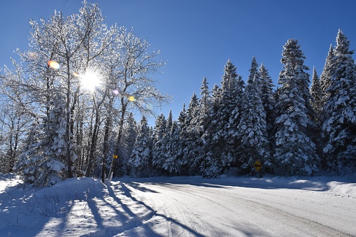Thick snow-covered trees photographed with backlight on a sunny winter's day.