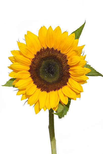 singolo girasole. - sunflower isolated single flower tall foto e immagini stock