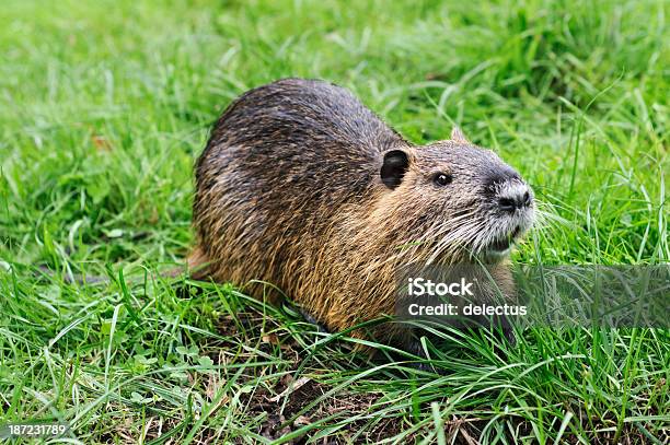 Sumpfbiber Myocastor Coypus Stockfoto und mehr Bilder von Sumpfbiber - Sumpfbiber, Biber, Deutschland