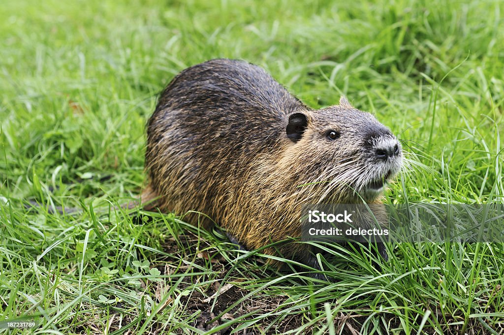 Ragondin Myocastor coypus - Photo de Ragondin libre de droits