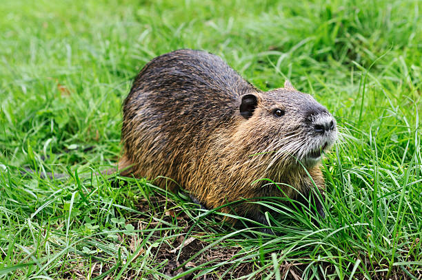 Nutria Myocastor coypus Nutria (Myocastor coypus) living wild on the riverbank. River Elster, Brandenburg, Germany brandenburg state photos stock pictures, royalty-free photos & images