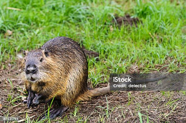 Nutria Myocastor Coypus Stock Photo - Download Image Now - Beaver, Germany, Nutria