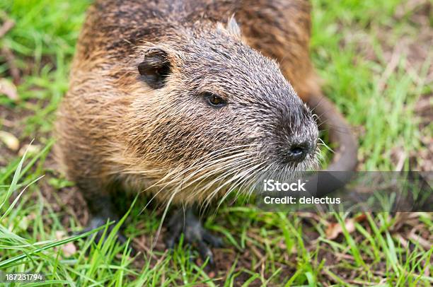 Sumpfbiber Myocastor Coypus Stockfoto und mehr Bilder von Angst - Angst, Aufnahme von unten, Behaart