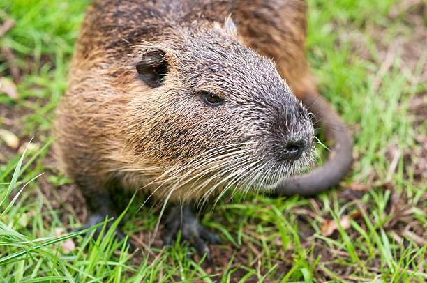 istock Nutria Myocastor coypus 187231794