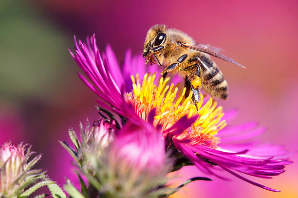 ape su rosa aster - insect animal eye flower flower head foto e immagini stock