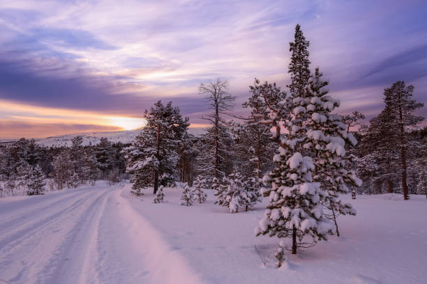 istock Sunset in the snowy pine forest 1872320523