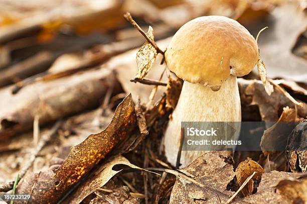 Porcini Stockfoto und mehr Bilder von Bildschärfe - Bildschärfe, Blatt - Pflanzenbestandteile, Braun