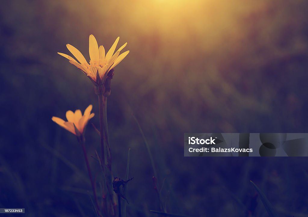 Vintage foto de hermosas flores silvestres en la puesta de sol - Foto de stock de Aire libre libre de derechos