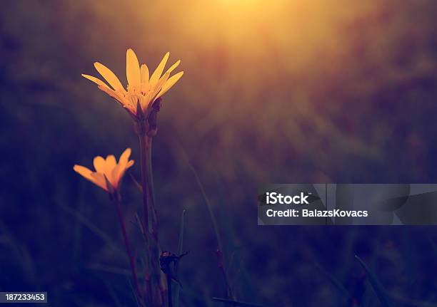 Vintage Foto De Hermosas Flores Silvestres En La Puesta De Sol Foto de stock y más banco de imágenes de Aire libre