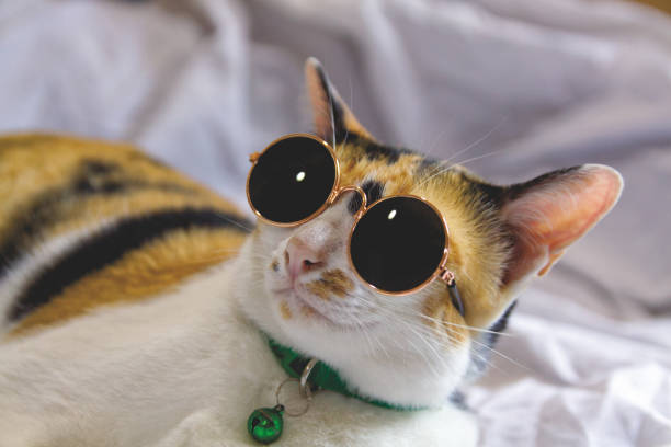 istock Cute cat wearing sunglasses on the bed 1872334622