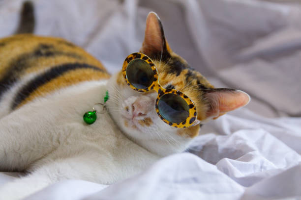 istock Cute cat wearing sunglasses on the bed 1872334623