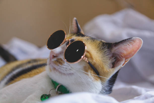 istock Cute cat wearing sunglasses on the bed 1872334624