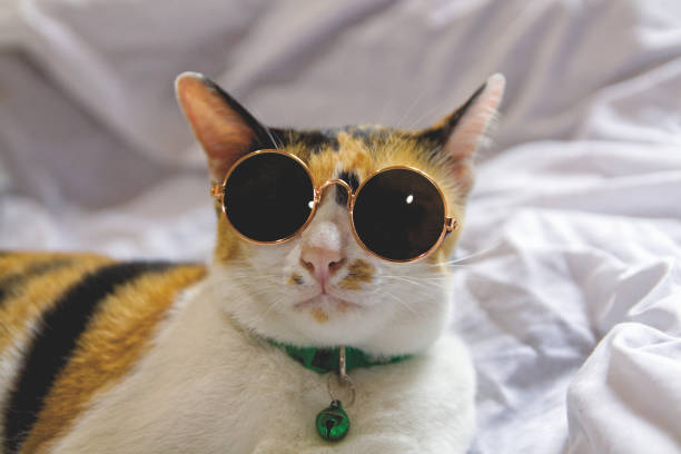 istock Cute cat wearing sunglasses on the bed 1872334628
