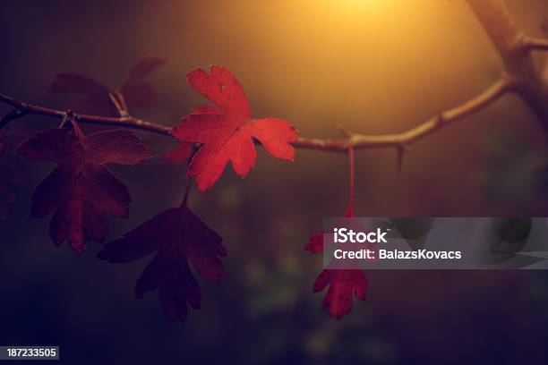 Vintage Foto De Hojas Otoñales Foto de stock y más banco de imágenes de Aire libre - Aire libre, Arce, Belleza de la naturaleza