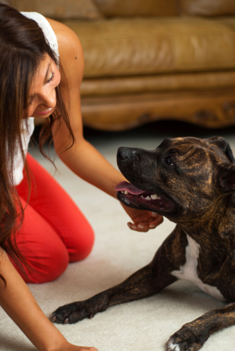 Attractive young hispanic woman smiling and interacting with her pit bull.