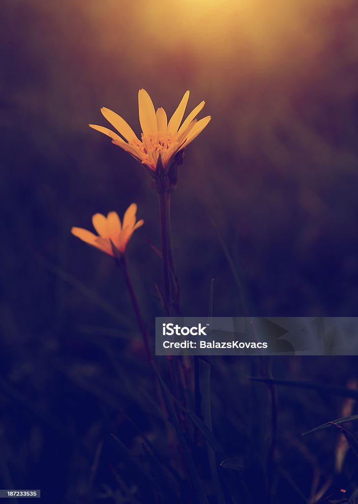 ビンテージ写真の美しい野生の花の夕日 - オーガニックのロイヤリティフリーストックフォト