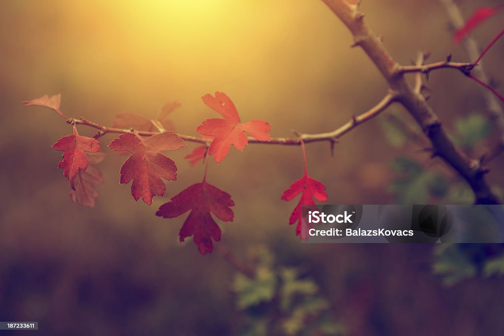 빈티지 포토서제스트 of 가을 낙엽 - 로열티 프리 0명 스톡 사진
