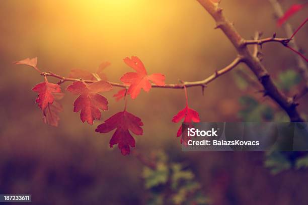 Vintage Foto De Outono Folhas - Fotografias de stock e mais imagens de Ao Ar Livre - Ao Ar Livre, Beleza natural, Calor