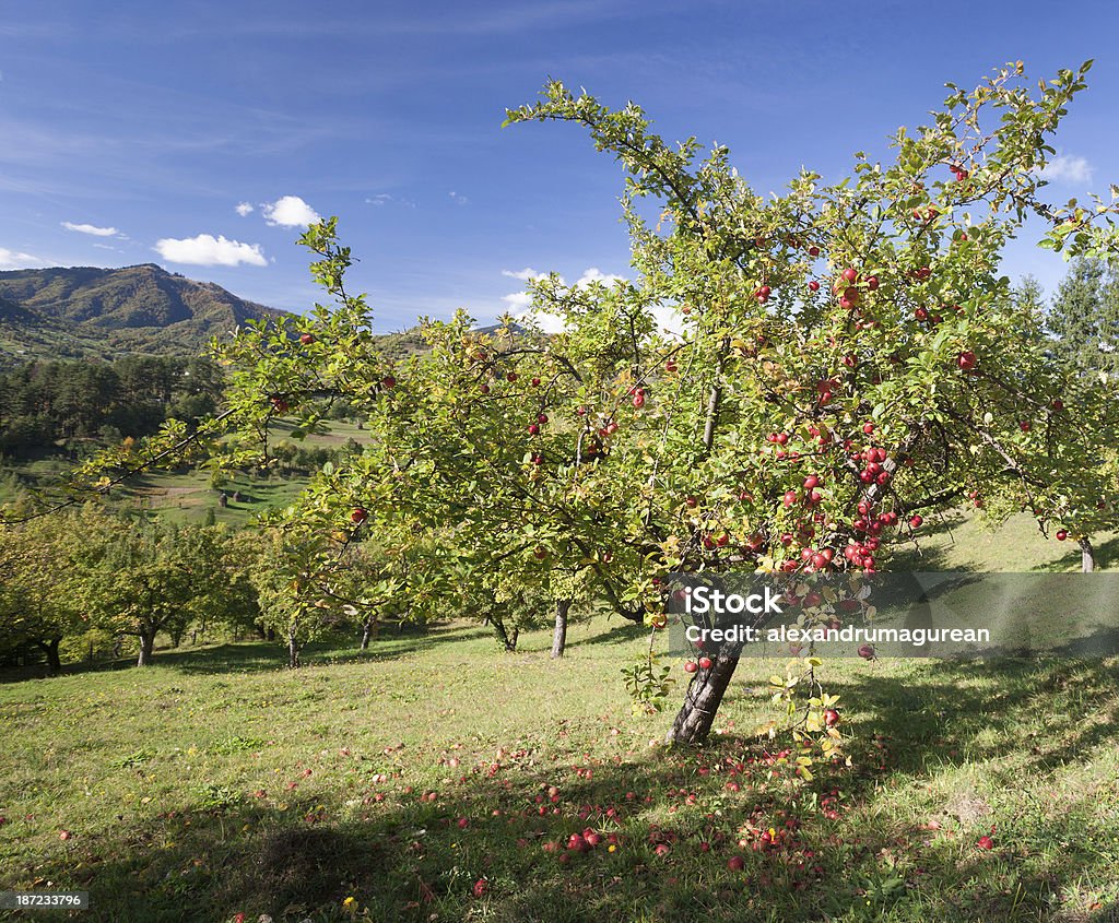 Manzanas en derivación - Foto de stock de Agricultura libre de derechos