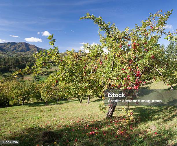 Manzanas En Derivación Foto de stock y más banco de imágenes de Agricultura - Agricultura, Aire libre, Alimento