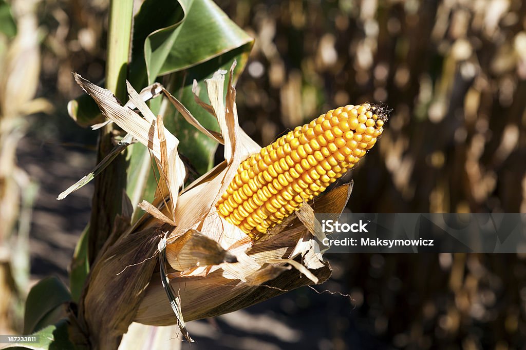 Campo di mais - Foto stock royalty-free di Agricoltura