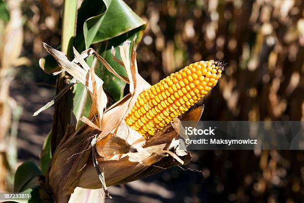 옥수수 필드 0명에 대한 스톡 사진 및 기타 이미지 - 0명, Corn Maze, 가을