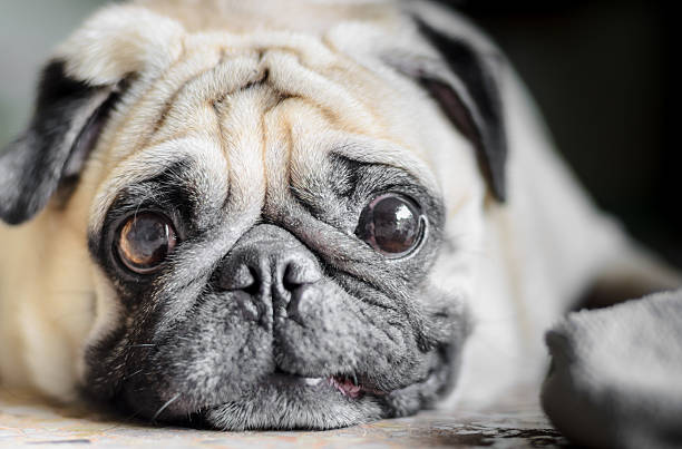 Cute pug dog with funny face Cute pug dog with funny face . fat ugly face stock pictures, royalty-free photos & images