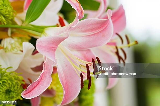 Fiore Di Giglio Rosa - Fotografie stock e altre immagini di Ambientazione esterna - Ambientazione esterna, Bellezza, Bellezza naturale