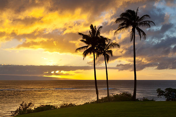 atardecer en el palmar en napili punto, maui - napili bay fotografías e imágenes de stock