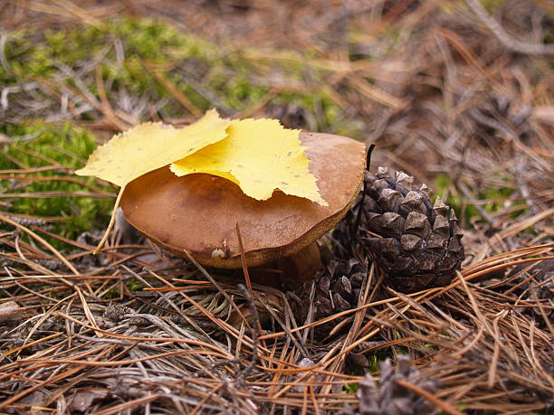 istock Boletus edulis in the autumn forest 187235162