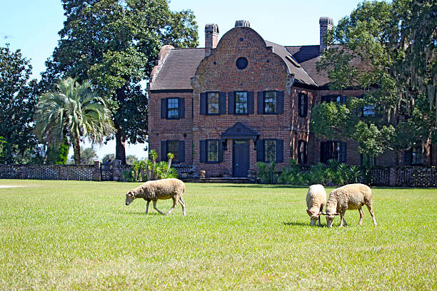 Grazing at Middleton Place stock photo