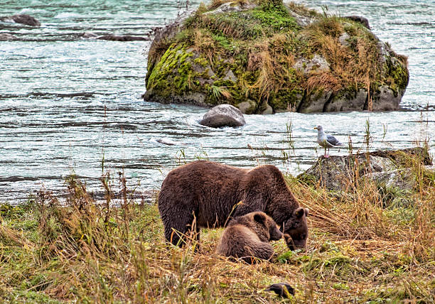 istock Grizzly Bear And Cub Near Alaskan River 187235533