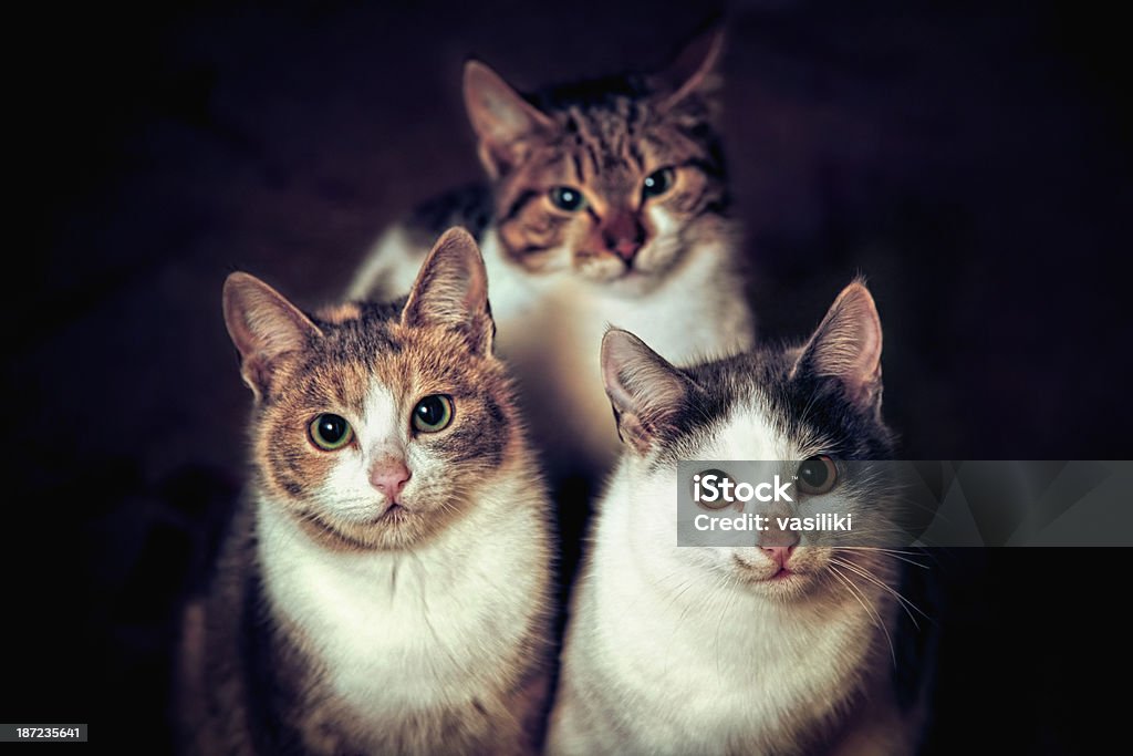 Portrait de trois chats - Photo de Chat domestique libre de droits