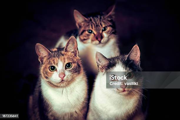 Photo libre de droit de Portrait De Trois Chats banque d'images et plus d'images libres de droit de Chat domestique - Chat domestique, Trois animaux, Animal errant