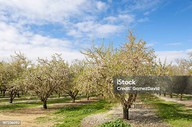 Almond Orchard Con La Primavera Flores Foto de stock y más banco de imágenes de Agricultura - Agricultura, Aire libre, Almendra