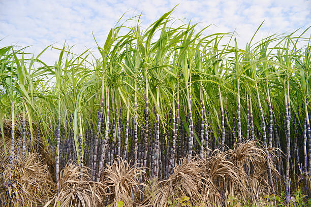 Sugar Cane Plantation stock photo