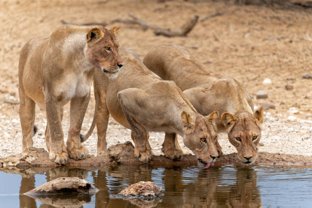istock Lions drinking  in Kgalagadi Transfrontier Park 1872362171