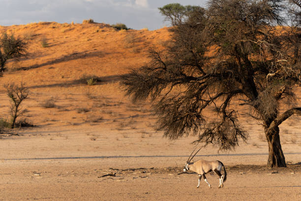 istock Oryx in Kgalagadi Transfrontier Park in South Africa 1872362709