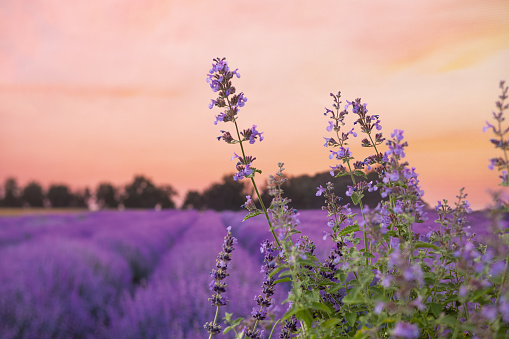Bouquets of lavender or violet purple flowers in a basket on a lavender field.