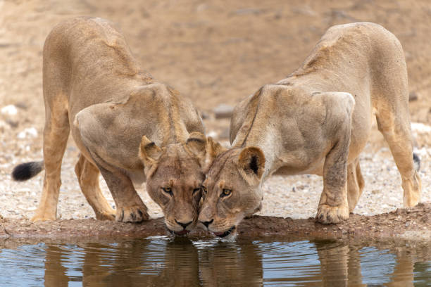 istock Lions drinking  in Kgalagadi Transfrontier Park 1872363673