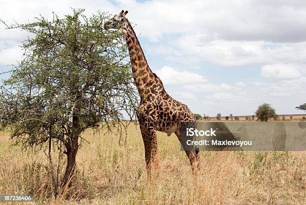 Rezerwat Serengeti - zdjęcia stockowe i więcej obrazów Afryka - Afryka, Akacja, Bez ludzi