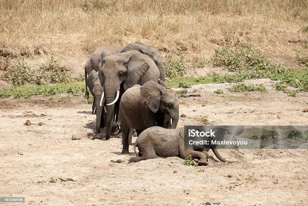 Sauvage de Tarangire - Photo de Afrique libre de droits