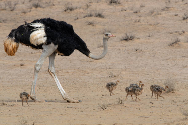 istock Ostrich in the Kgalagadi Transfrontier Park 1872364823