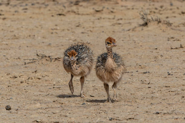 istock Ostrich in the Kgalagadi Transfrontier Park 1872364837