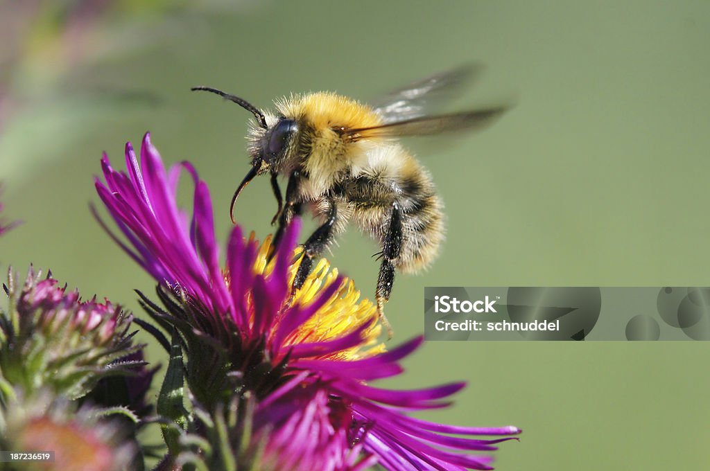 Bumble bee start to fly - Lizenzfrei Abheben - Aktivität Stock-Foto